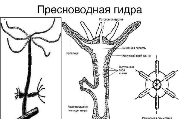 Блэк спрут зеркала blackprut com