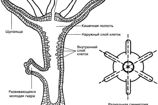 Blacksprụt com официальное зеркало